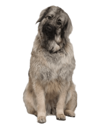 Pastor Yugolasvo - Enfermedades