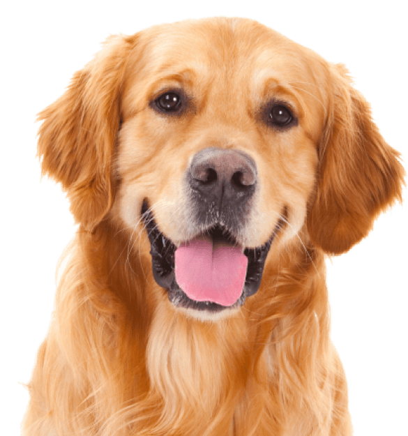 Golden Retriever - Imagen secundaria