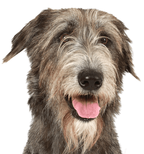 Irish Wolfhound - Imagen secundaria