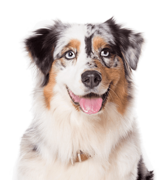 Pastor Australiano - Imagen secundaria