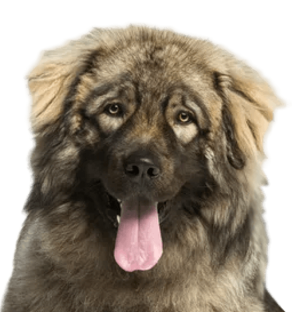 Pastor Yugolasvo - Imagen secundaria